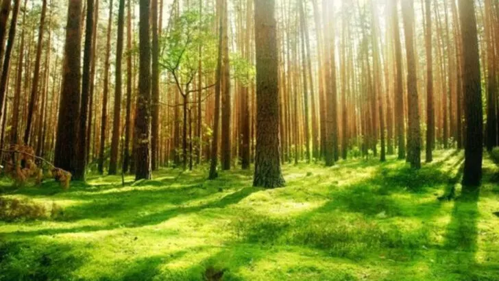 How to Create a Morning Routine That Includes Plant Care