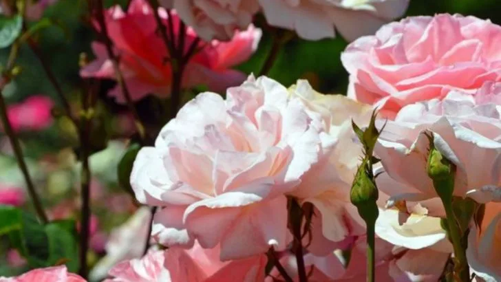 How to Create a Rose Garden That Thrives in Any Climate