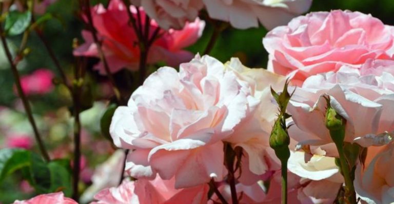 How to Create a Rose Garden That Thrives in Any Climate