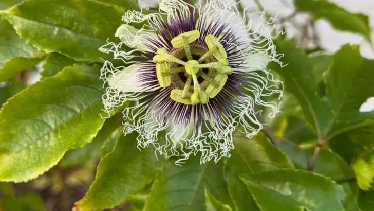 How to Grow Edible Vines for Shade and Flavor