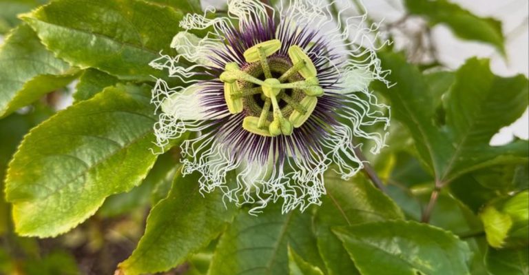 How to Grow Edible Vines for Shade and Flavor