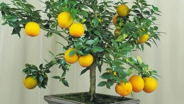 How to Grow Miniature Citrus Trees Indoors