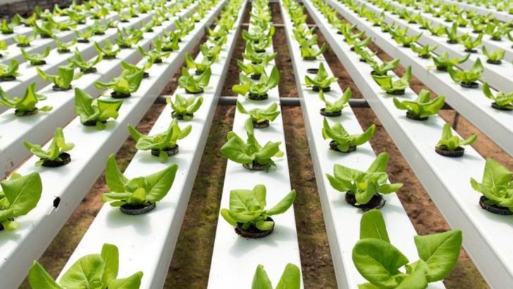 How to Grow Plants Without a Pot (and Why You Should Try It)
