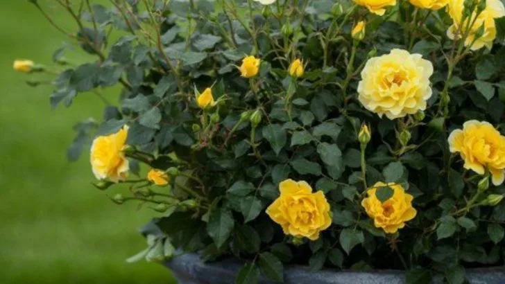 How to Grow Roses in Pots—And Keep Them Blooming Year-Round