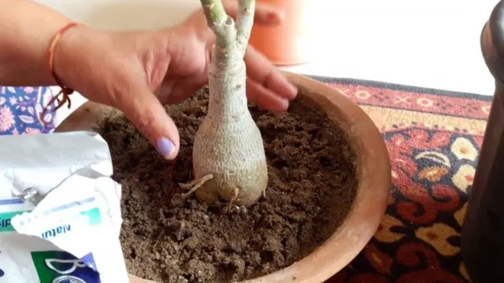 How to Identify and Use Beneficial Fungi in Your Garden