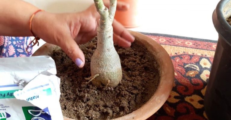 How to Identify and Use Beneficial Fungi in Your Garden