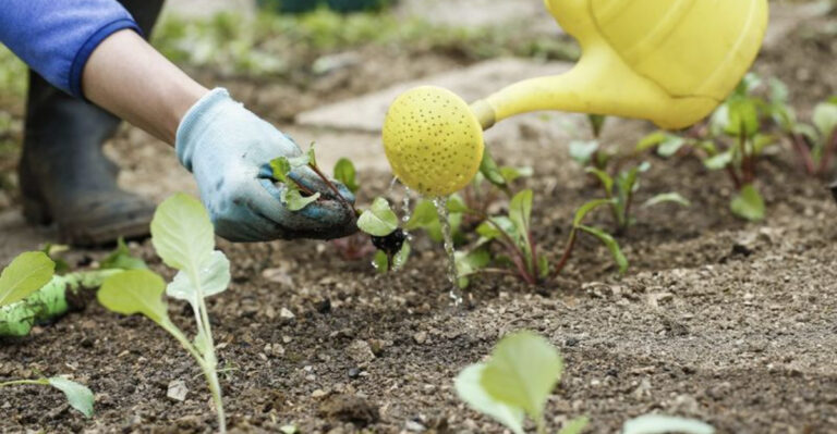 How to Know When It’s Time to Repot Your Plant