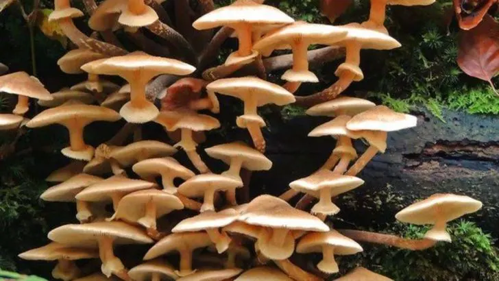 How to Start a Mushroom Log: Step-by-Step for Beginners