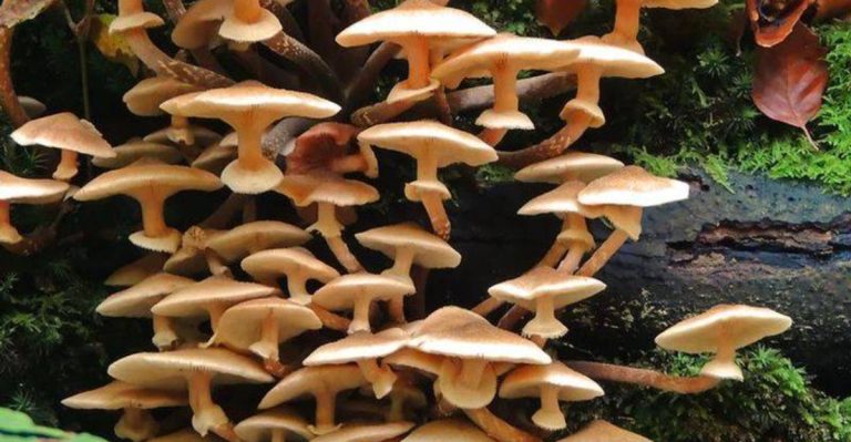How to Start a Mushroom Log: Step-by-Step for Beginners