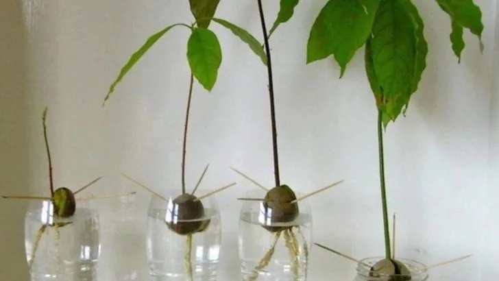 How to Use Kitchen Scraps to Grow New Plants: A Beginner’s Guide