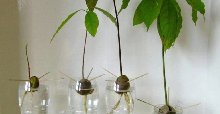 How to Use Kitchen Scraps to Grow New Plants: A Beginner’s Guide