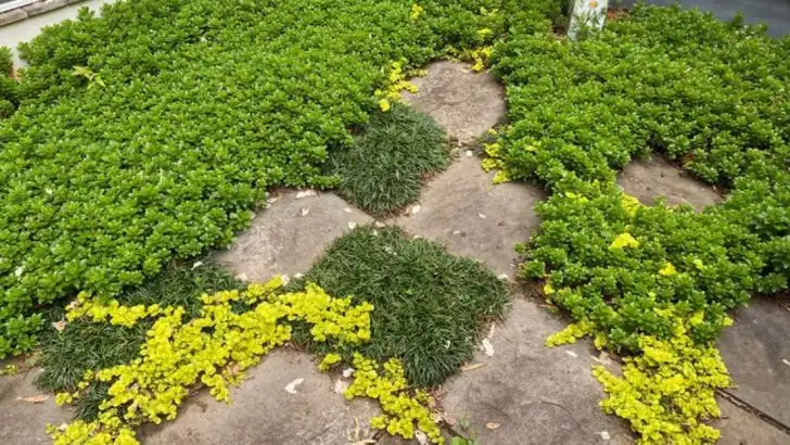 I Stopped Using Mulch—Here’s What Happened Next