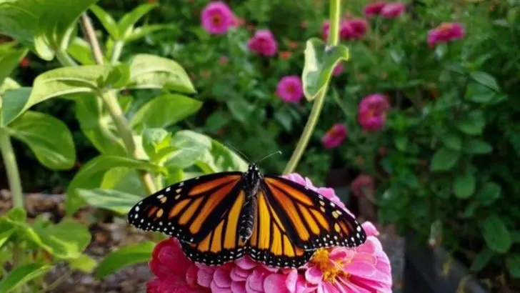 My Garden Got Quieter When I Let It Grow Taller