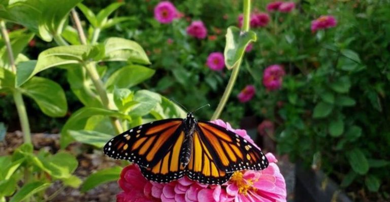 My Garden Got Quieter When I Let It Grow Taller