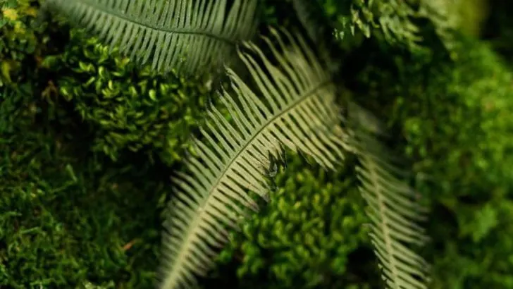 My Garden Got Quieter When I Removed the Brightest Plant