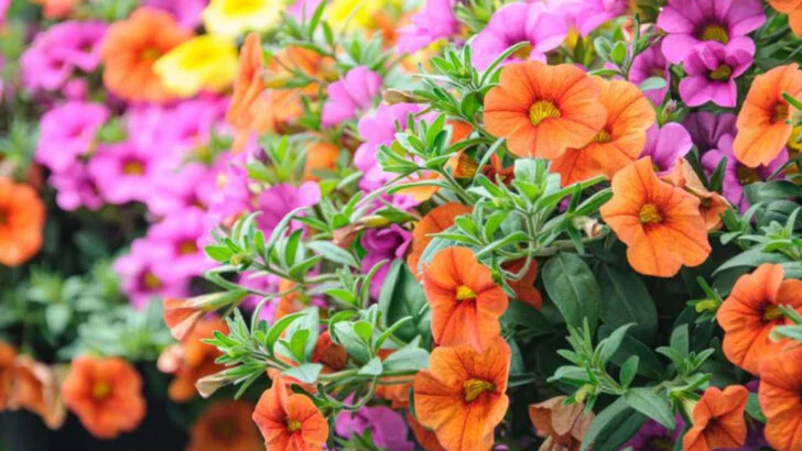 Our July Garden Checklist: What to Plant, Trim and Watch Out For