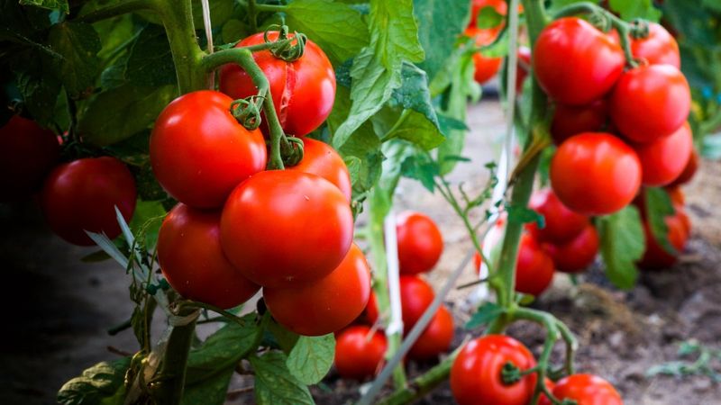 Disease-Resistant Varieties