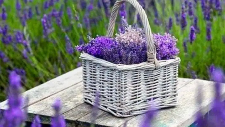 Secrets to Growing Edible Flowers That Impress Every Guest