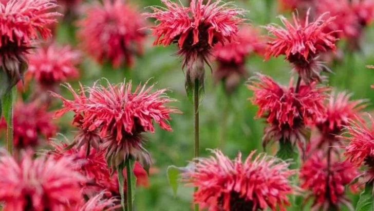 Skip the Fertilizer—These 14 Flowers Grow Stronger Without It