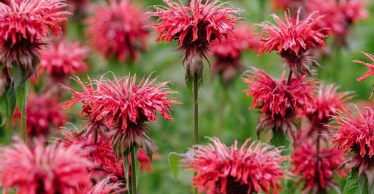 Skip the Fertilizer—These 14 Flowers Grow Stronger Without It
