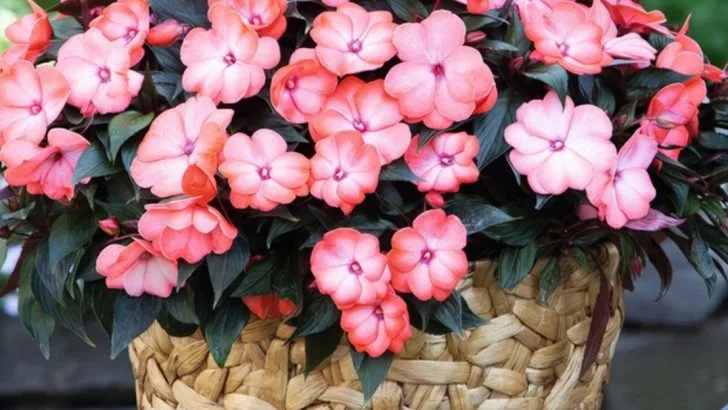 Stop Deadheading These 10 Flowers—They Bloom Longer Without It