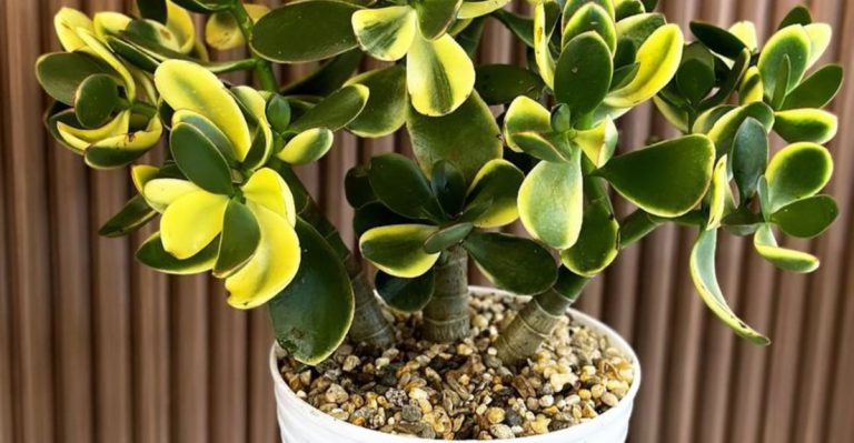 Stop Fertilizing These 14 Plants—They Hate It