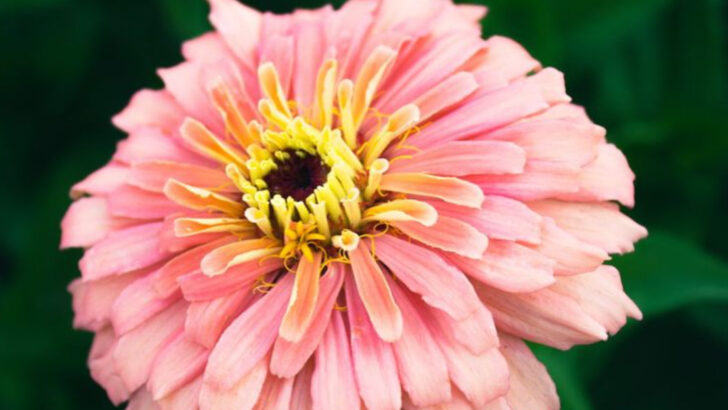 Stop Planting These 11 Popular Flowers—They’re Pretty but Useless