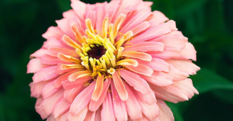 Stop Planting These 11 Popular Flowers—They’re Pretty but Useless