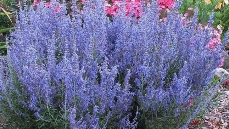 Stop Pruning—7 Shrubs That Shape Themselves