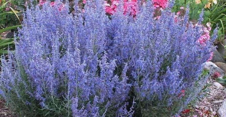 Stop Pruning—7 Shrubs That Shape Themselves