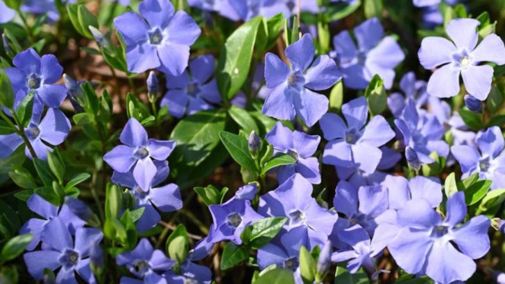 Stop Using Mulch—11 Ground Covers That Do the Job Better
