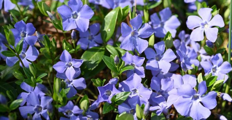 Stop Using Mulch—11 Ground Covers That Do the Job Better