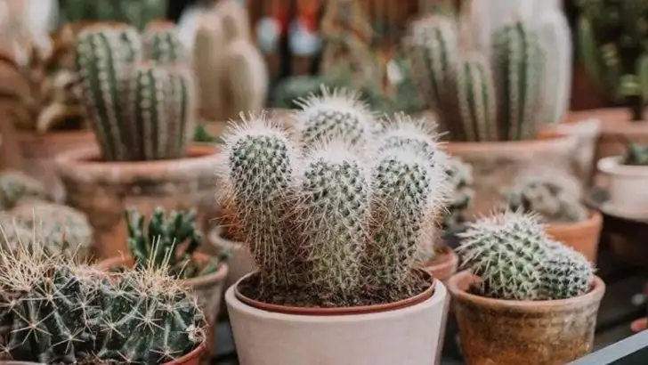 Stop Watering These 12 Plants—They Bloom Better Without It