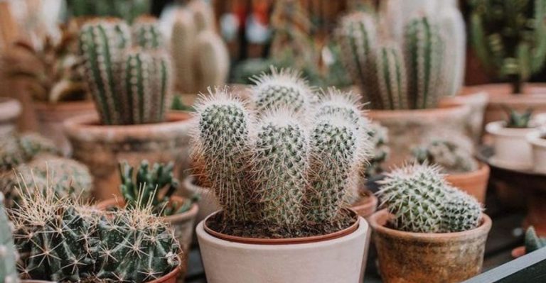 Stop Watering These 12 Plants—They Bloom Better Without It