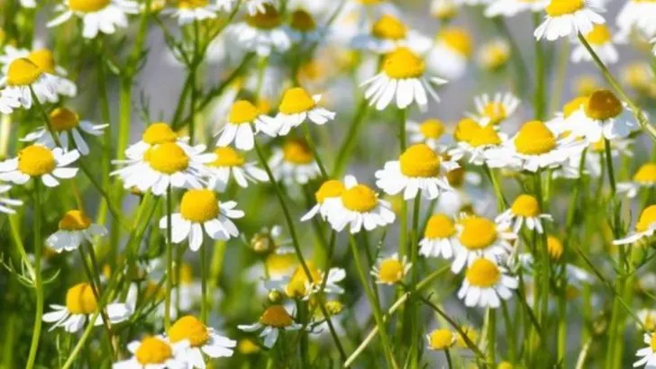 The Benefits of Growing Your Own Medicinal Herbs Indoors