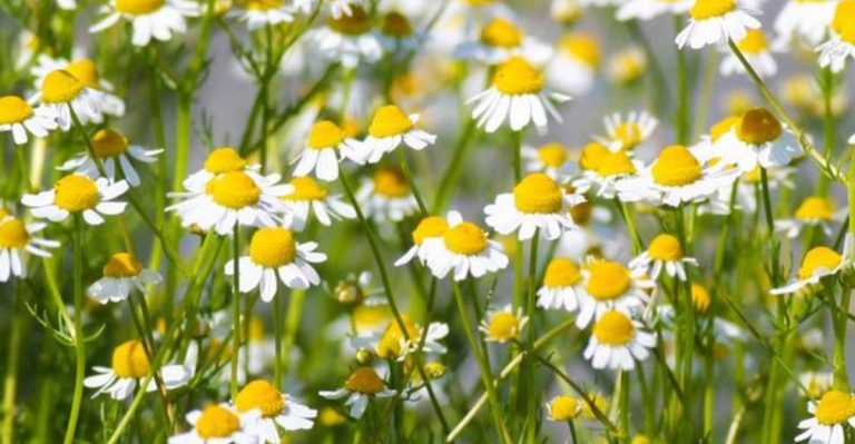 The Benefits of Growing Your Own Medicinal Herbs Indoors