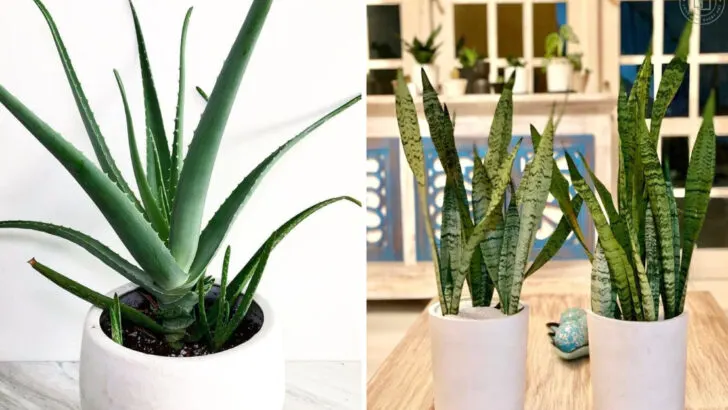 The Best Air-Cleaning Houseplants According to Science