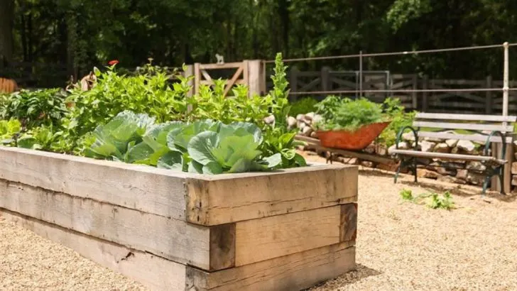 The Best Fungi to Inoculate Your Vegetable Beds