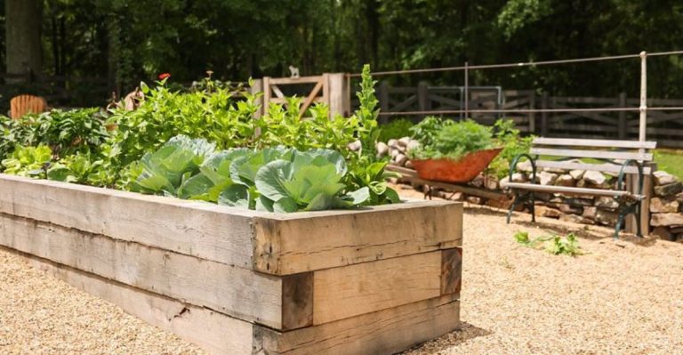 The Best Fungi to Inoculate Your Vegetable Beds