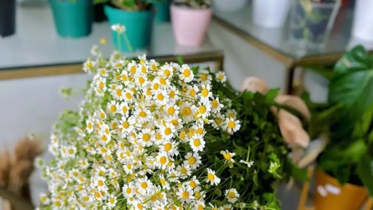 The Best Indoor Plants for Improving Sleep Quality and Reducing Stress