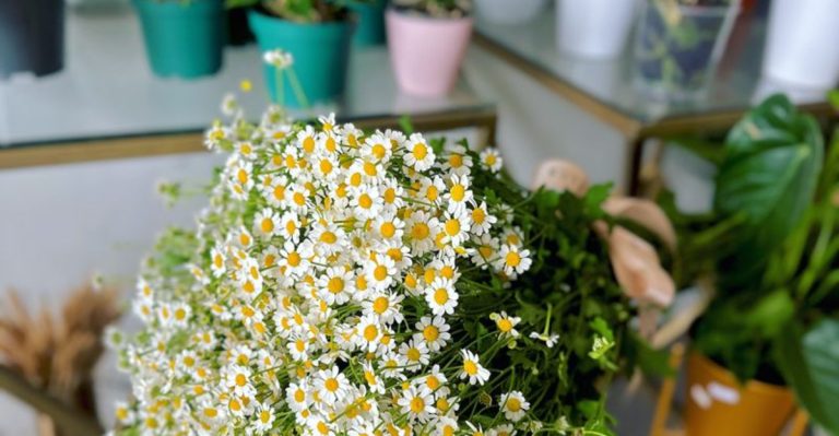 The Best Indoor Plants for Improving Sleep Quality and Reducing Stress