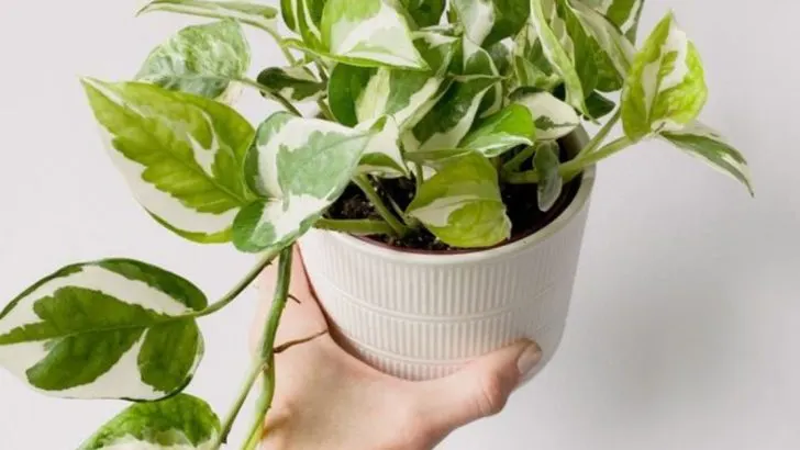 The Best Soil Mixes for Different Types of Indoor Plants