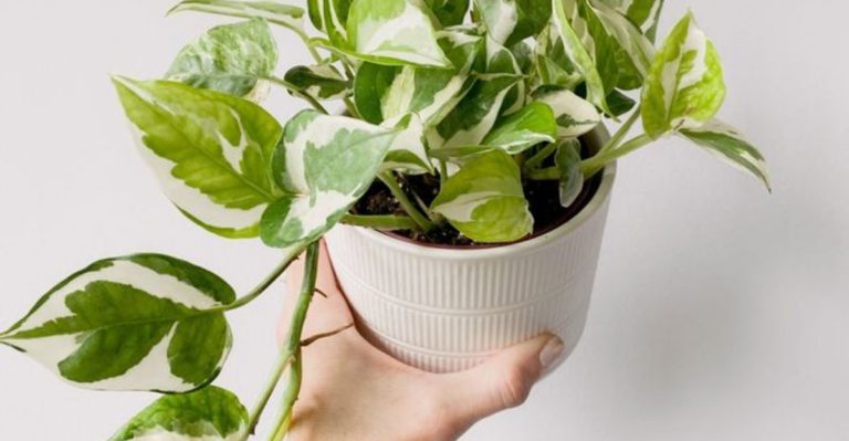 The Best Soil Mixes for Different Types of Indoor Plants