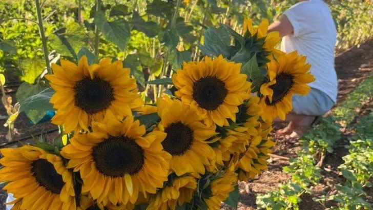 The Day I Let My Garden Decide Where to Plant Everything