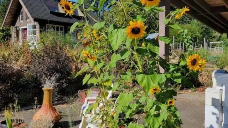 The Day My Compost Pile Sprouted a Forest