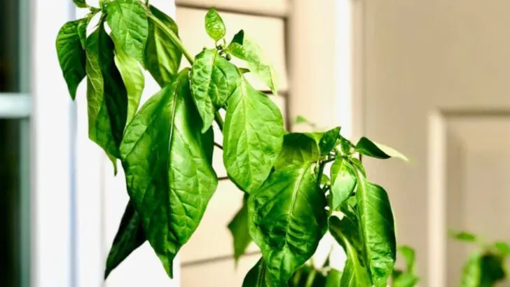 The Difference Between Overwatered and Underwatered Plants