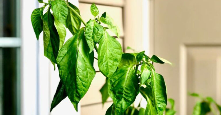 The Difference Between Overwatered and Underwatered Plants