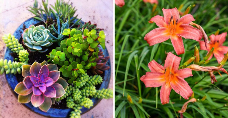 The Lazy Gardener’s Guide to Summer Plants That Take Care of Themselves