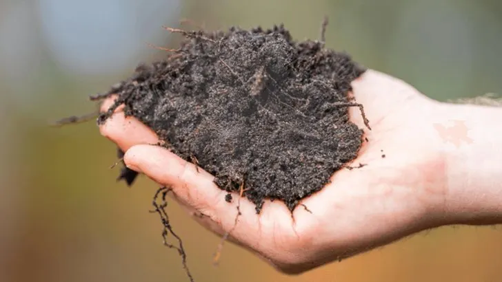 The Magic of Mycelium: Unlocking Fungi’s Role in Sustainable Gardening