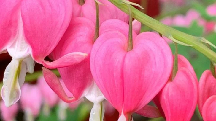 The Only Shade-Loving Plants That Don’t Attract Slugs